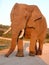 Huge male African elephant in musth