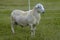 Huge male Katahdin sheep