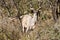 A huge male kudu