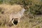 A huge male kudu