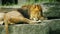 A huge male lion sleeps on the stones