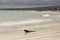 Huge male marine iguana seen crawling out of the sea to a beautiful sand beach