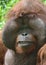 Huge male orangutan monkey,borneo, asia orange