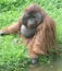 Huge male orangutan monkey,borneo, asia orange