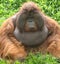 Huge male orangutan monkey, borneo, asia orange