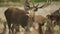 Huge Male Red Deer With Huge Antlers Making Noise Opening Mouth, Large Furry Deer Showing Teeth in B