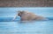 Huge male walrus heads to shore