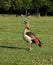 Huge Mallard walks around in Hyde Park near The Long water. Beautiful colored bird watchs people and tries find some sweet to eat