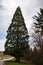 Huge mammoth tree in the middle of the park