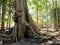 Huge mangled roots of a banyan tree in the forest of Southeast Asia, a walking ficus