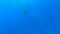 A huge Manta swimming in a clear blue ocean