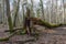 Huge maple tree broken in springtime forest