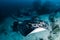 Huge Marble Rays deep underwater on a tropical coral reef in the Andaman