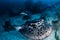 Huge Marble Rays deep underwater on a tropical coral reef in the Andaman