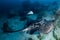 Huge Marble Rays deep underwater on a tropical coral reef in the Andaman