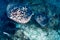 Huge Marble Rays deep underwater on a tropical coral reef in the Andaman