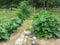 Huge Mature Zucchini and Tomato Plants in Home Garden