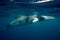 A huge Minke Whale comes to the surface to take a breath