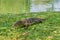 Huge monitor lizard