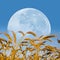 Huge moon rising over the wheat field