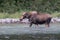 Huge moose cow walking across the river, feeding on underwater grass. Majestic Alces americanus in its natural habitat of Rocky