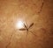 A huge mosquito on an orange tile.