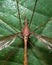 Huge mosquito perched on a tree leaf