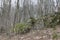 Huge moss-covered boulders lie on the slopes of the forest.