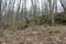 Huge moss-covered boulders lie on the slopes of the forest.