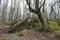 Huge moss-covered boulders lie on the slopes of the forest.