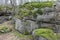 Huge moss-covered boulders lie on the slopes of the forest.