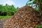 Huge mountain of coconuts peels