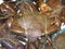 Huge mud crab for Sale in Fish Market