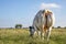 Huge muscular rear of a meat beef cow with cute pink udders is grazing in the field