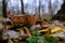 huge mushroom lepista nuda, also clitocybe nuda wood blewit mushroom in the autumn forest day. Mushroomer mushroom in