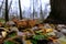 huge mushroom lepista nuda, also clitocybe nuda wood blewit mushroom in the autumn forest day. Mushroomer mushroom in