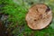 Huge Mushroom in the Nature