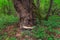 Huge mushroom parasite on the trunk of a tree