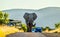 Huge and musth African elephant Loxodonta Africana road block in Kruger national park