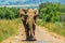 Huge and musth African elephant Loxodonta Africana road block in a South African game reserve