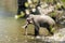 Huge musth tusker taking bath in Ramganga river, Jim Corbett