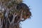 Huge nest of the sociable weaver is a species of bird in the Weaver family endemic to Southern Africa. Namibia