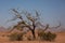 Huge nest of the sociable weaver is a species of bird in the Weaver family endemic to Southern Africa. Namibia