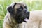 Huge Newfoundland Leonberger mountain dog mix breed dog adoption photograph