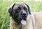 Huge Newfoundland Leonberger mountain dog mix breed dog adoption photograph