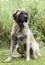 Huge Newfoundland Leonberger mountain dog mix breed dog adoption photograph