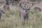 Huge Nontypical Whitetail Buck