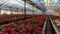 A huge number of bright red poinsettia flowers at the Christmas sale in the greenhouse of the flower shop