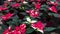 A huge number of bright red with white poinsettias known as the Christmas or Bethlehem star