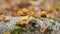 Huge number of mushrooms in forest. Honey fungus or armillaria mellea. Close up.